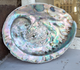 Abalone schelp