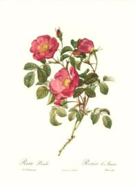 Rosa Pumila