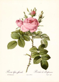 Rosa bifera officinalis