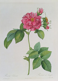 Rosa Turbinata