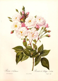 Rosa Noisettiana