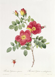 Rosa Eglanteria