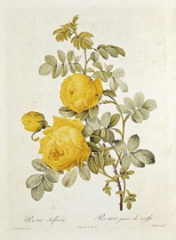 Rosa Sulfurea