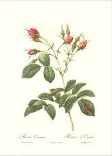 Rosa Evratina