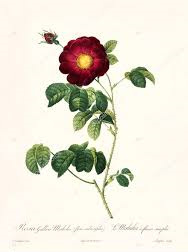 Rosa Gallica Maheka