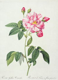 Rosa Gallica