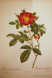 Print Damascena Coccinea - Portland Rose