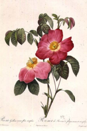 Rosa Gallica rosea flore simplici
