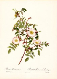 Rosa Redutea