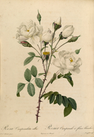 Rosa Campanulata alba