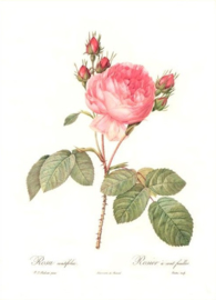 Rosa Centifolia