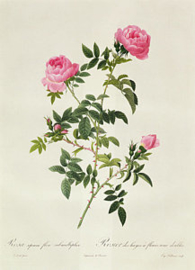 Rosa Sepium Flore