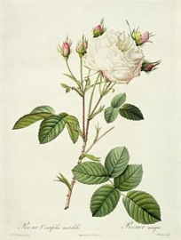 Rosa Centifolia Mutabilis