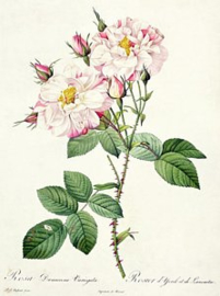 Rosa Damascena