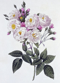 Rosa Noisettiana