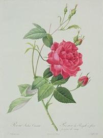 Rosa Indica