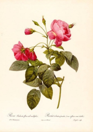 Rosa Redinata flore
