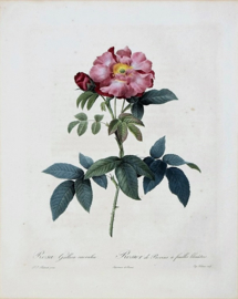 Rosa Gallica Caerulea