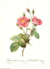 Rosa Centifolia Anemonoides Le Cent-feuilles