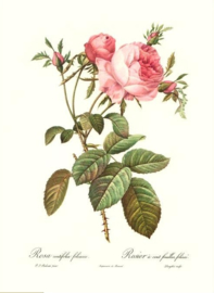Rosa Centifolia foliacea