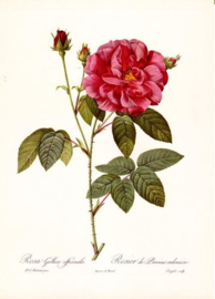 Rosa Gallica Officinalis