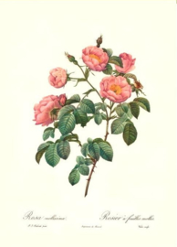 Rosa Mollissima