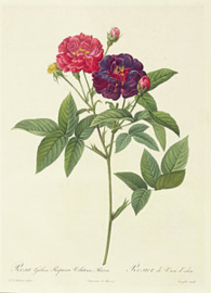 Rosa Gallica Purpurea Velutina Parva