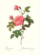 Rosa Inermis