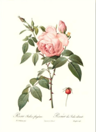 Rosa Indica Fragrans