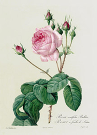 Rosa Centifolia Bullata