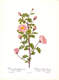 Rosa Pimpinelli folia rubra