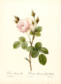 Rosa Muscosa Alba