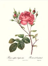 Rosa centifolia Anglica