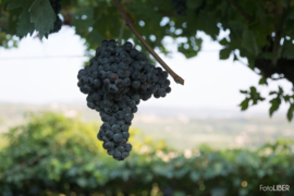 Castello di Tagliolo - Ovada (Dolcetto Superiore)