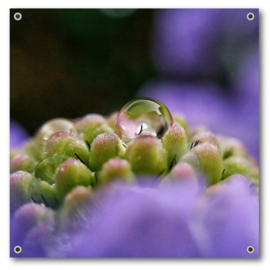 Tuinposter | Waterdruppel (Scabiosa)