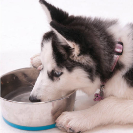 Slurp Bowlz waterbak - Pink