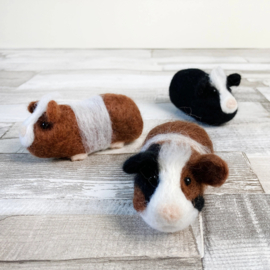 Naaldviltset - Cavia's