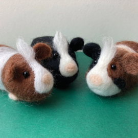 Naaldviltset - Cavia's