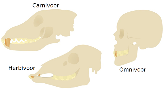 Gebit van een carnivoor, een herbivoor en een omnivoor