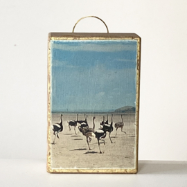 ostriches