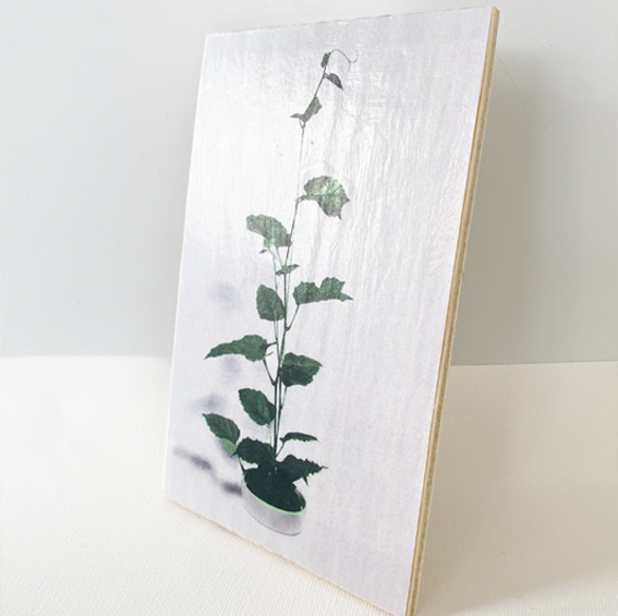 vintage plant