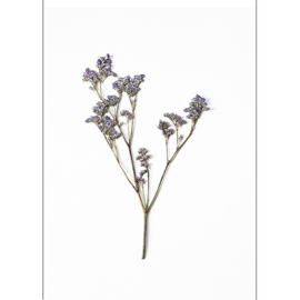 dried flower