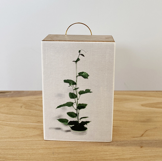 vinatage plant