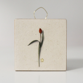 tulip