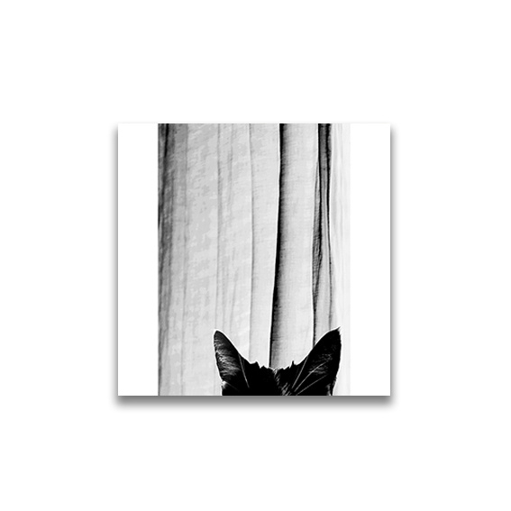 Cat&Curtain