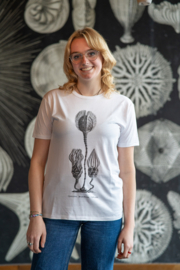 Haeckel T-Shirt: Cystoidea