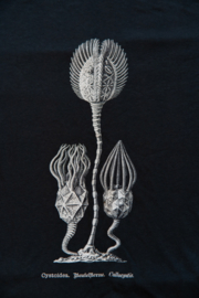 Haeckel T-Shirt: Cystoidea