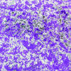 Cosmic shimmer aurora flakes Frosted violet