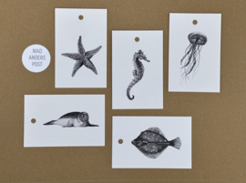 Cadeaulabels Zeedieren set 1, set van 5 - Zeester - Zeepaard - Kwal - Zeehond - Schol