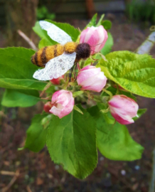 LENTE; bijtjes naaldvilten